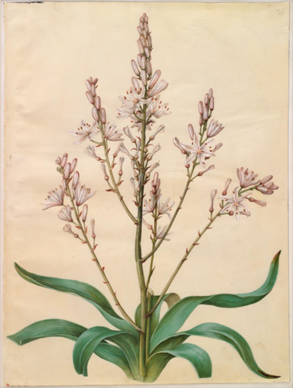 Asphodel ramosus (narciso verde) de Hans Simon Holtzbecker