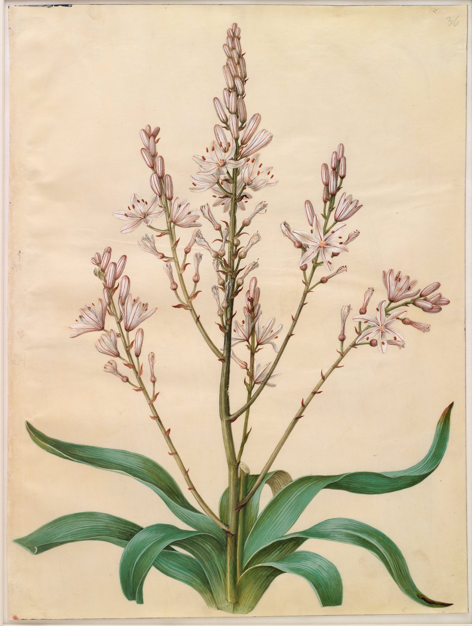 Asphodelus ramosus de Hans Simon Holtzbecker