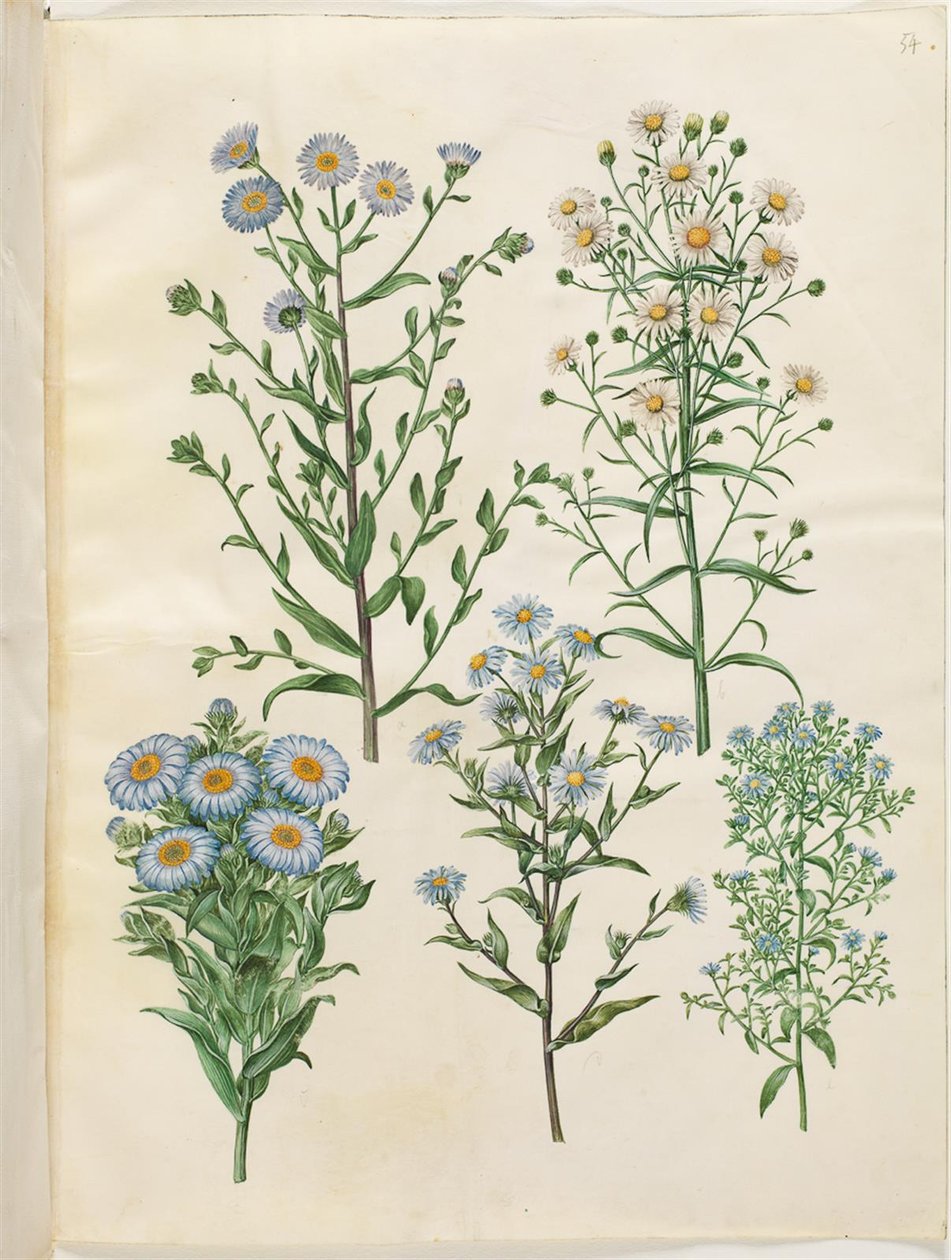 Aster amellus (virgens-ásteres); Symphyotrichum novi-Belgii (ásteres de nybelgisk); Symphyotrichum da Nova Inglaterra (ásteres de nyengelsk); Symphyotrichum dumosum (pude-ásteres); Symphyotrichum ericoides (lyng-asters) de Hans Simon Holtzbecker