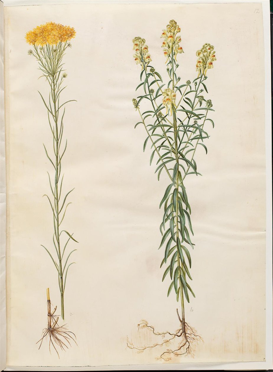 Aster linosyris (ásteres de cabelo dourado); Linaria vulgaris (boca de bacalhau comum) de Hans Simon Holtzbecker