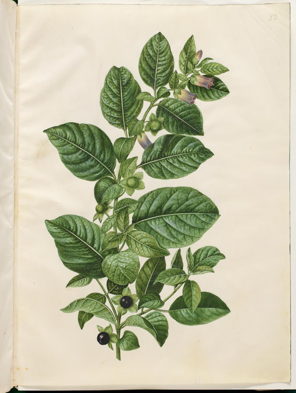 Atropa belladonna (amora) de Hans Simon Holtzbecker