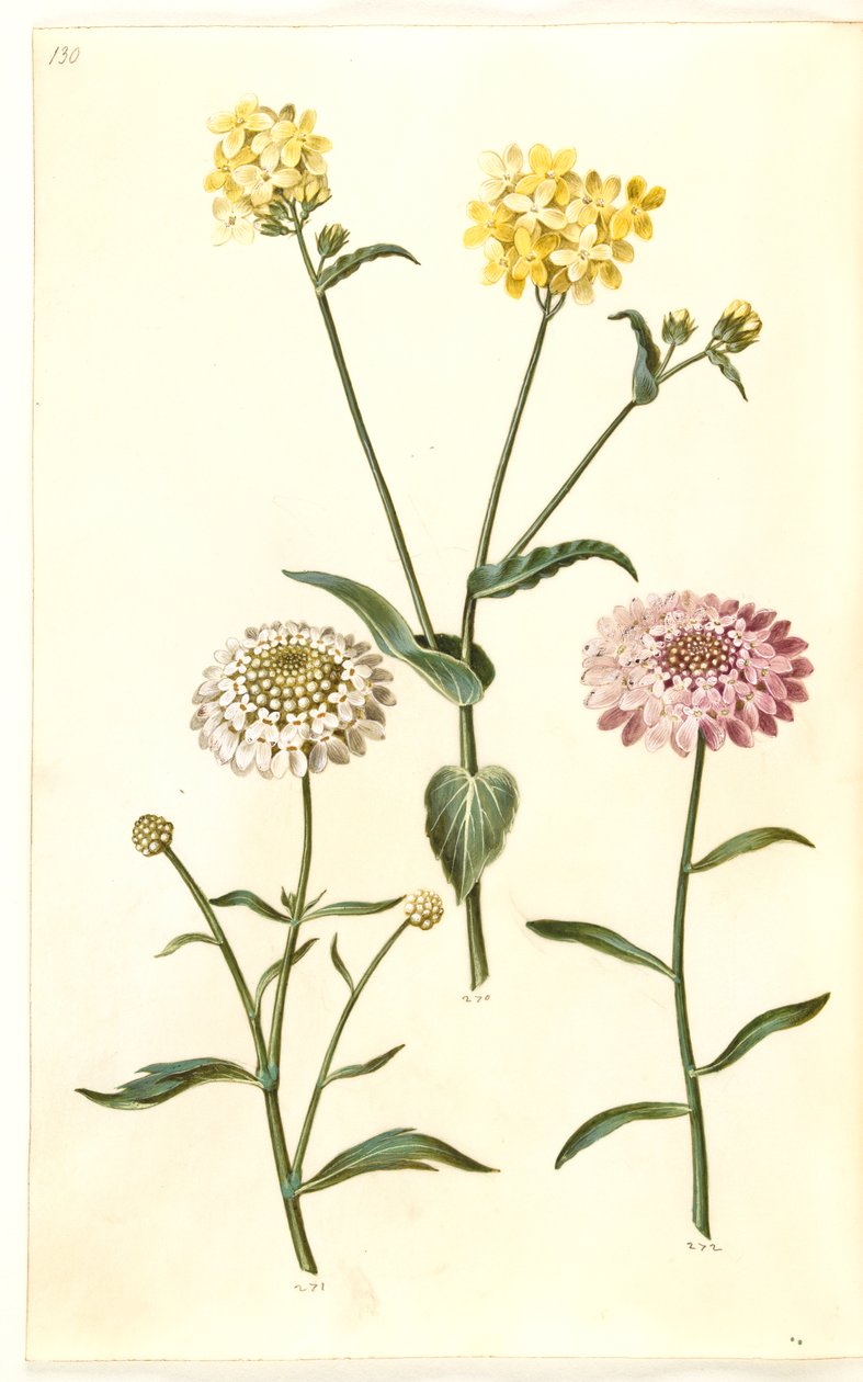 Brassica napus (colza); Iberis amara (flor amarga do arco) de Hans Simon Holtzbecker