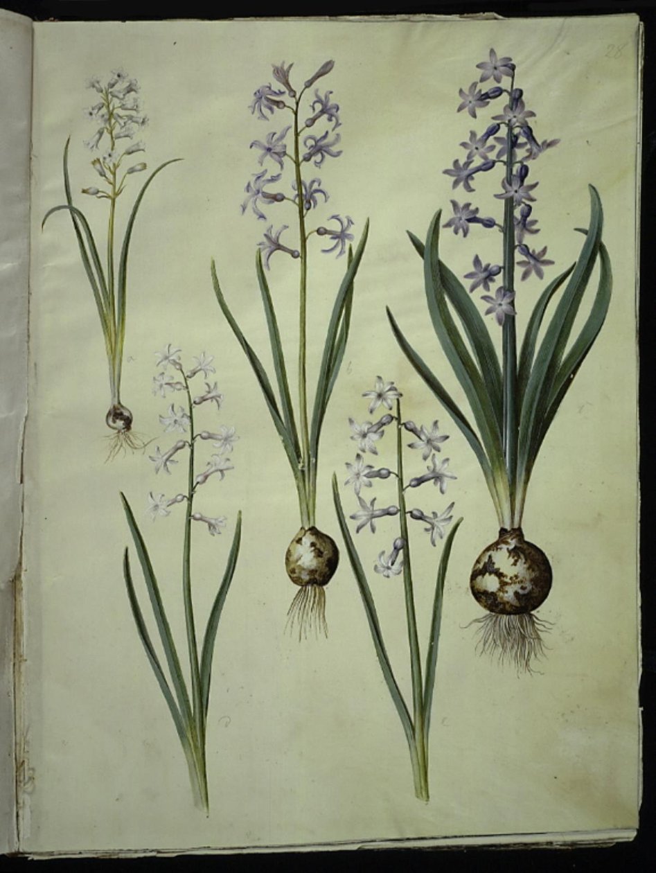 Brimeura amethystina (azul pireneus); Jacinto Oriental (Jacinto Almindelig) de Hans Simon Holtzbecker