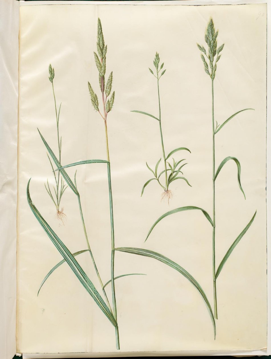 Cevada Bromus (blød hejre); Phalaris arundinacea de Hans Simon Holtzbecker