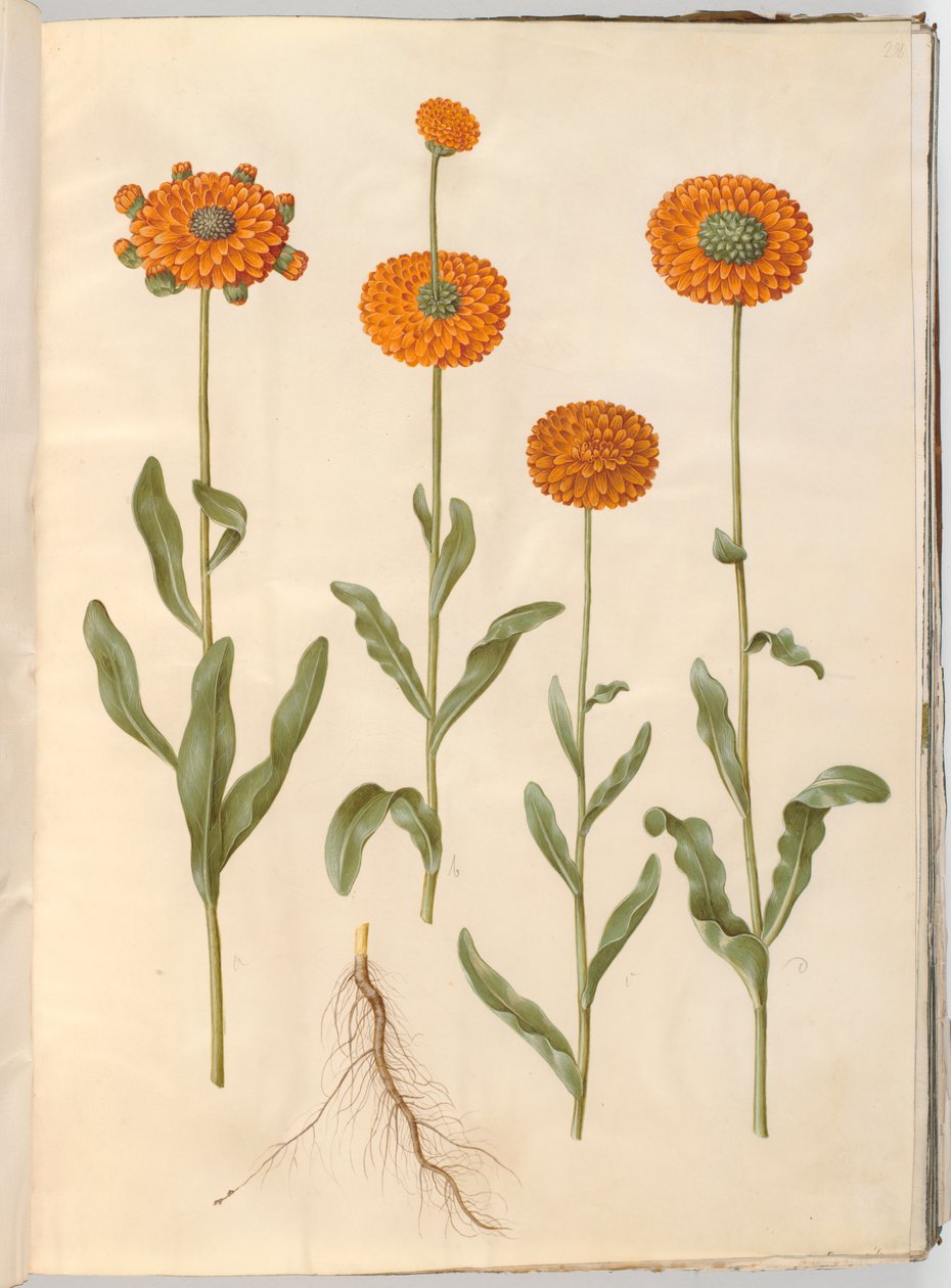 Calendula officinalis (calêndula de jardim) de Hans Simon Holtzbecker