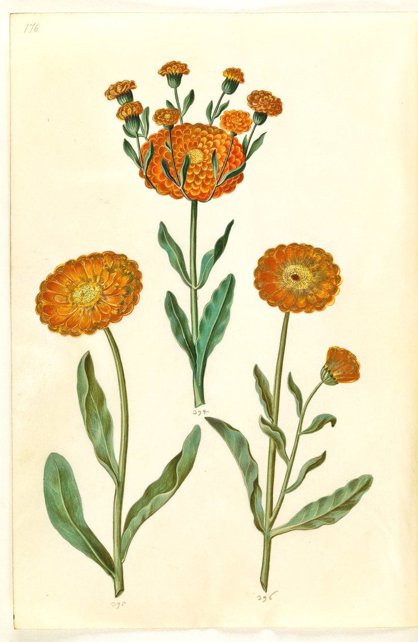 Calendula officinalis (calêndula de jardim) de Hans Simon Holtzbecker