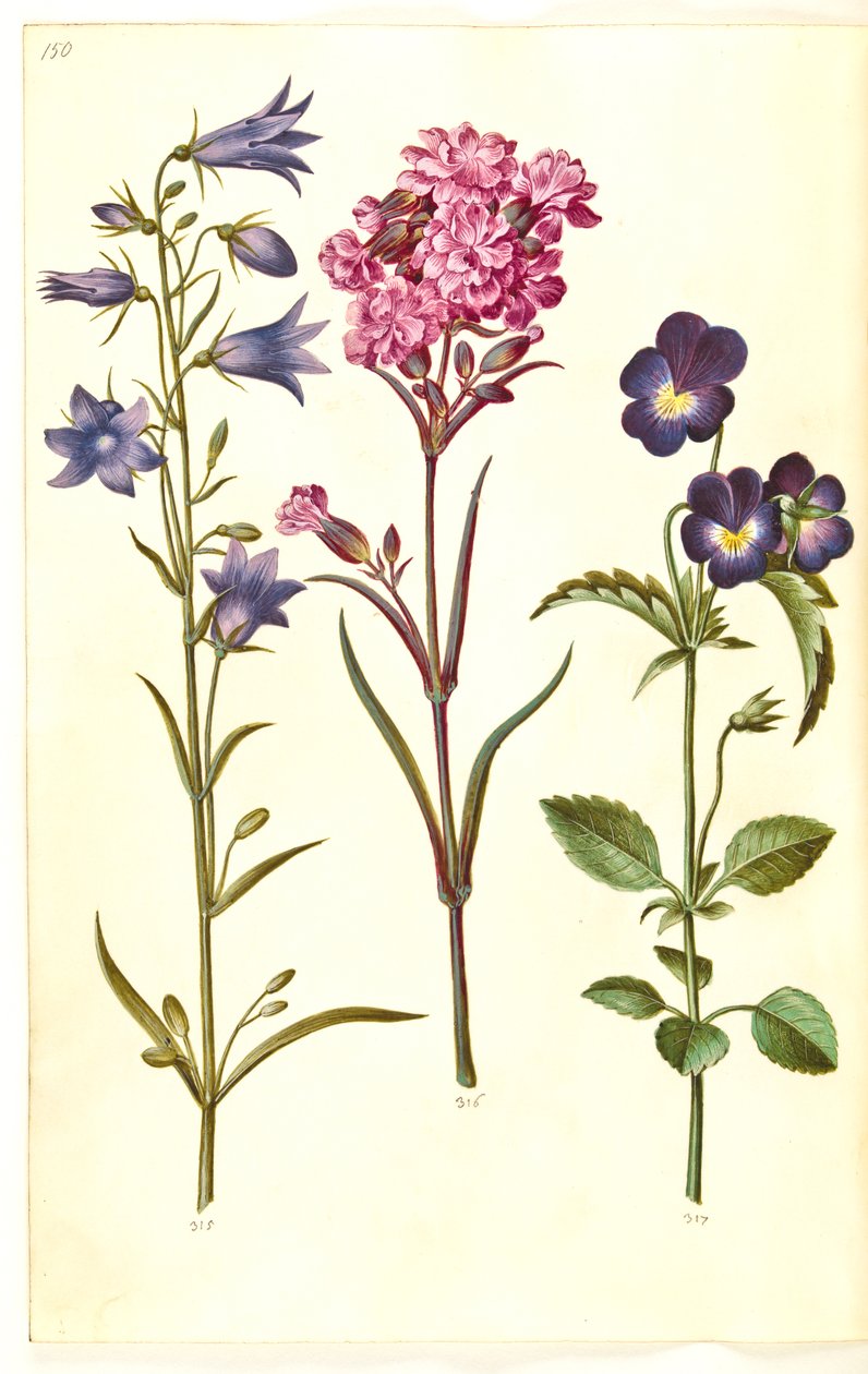 Campanula rotundifolia (sininho); Silene viscaria (cravo de alcatrão comum); Viola tricolor (amor-perfeito comum) de Hans Simon Holtzbecker