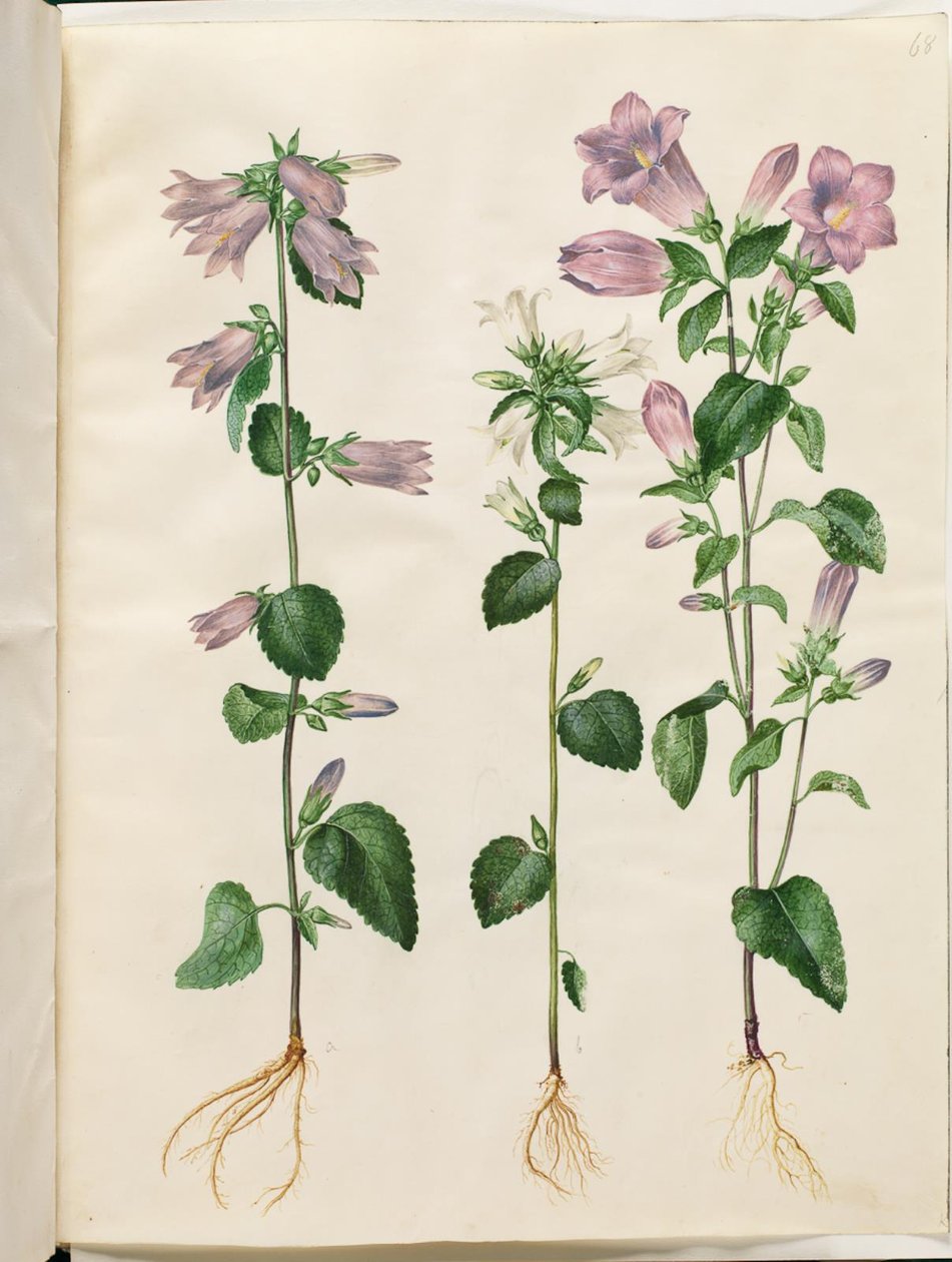 Campanula trachelium (sino de urtiga); Campânula média (sino de maria) de Hans Simon Holtzbecker