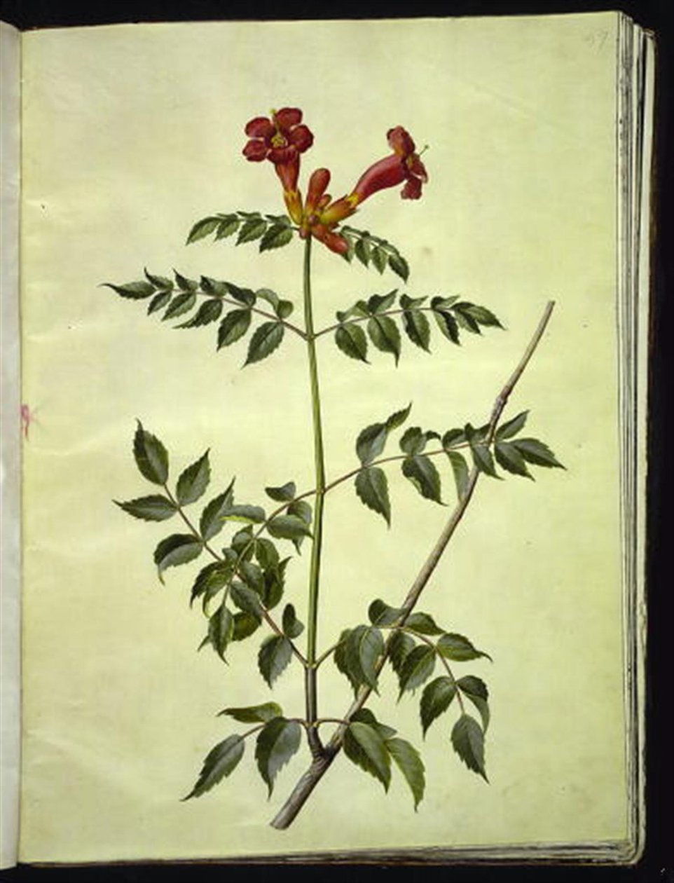 Campsis radicans (flor de trombeta comum) de Hans Simon Holtzbecker