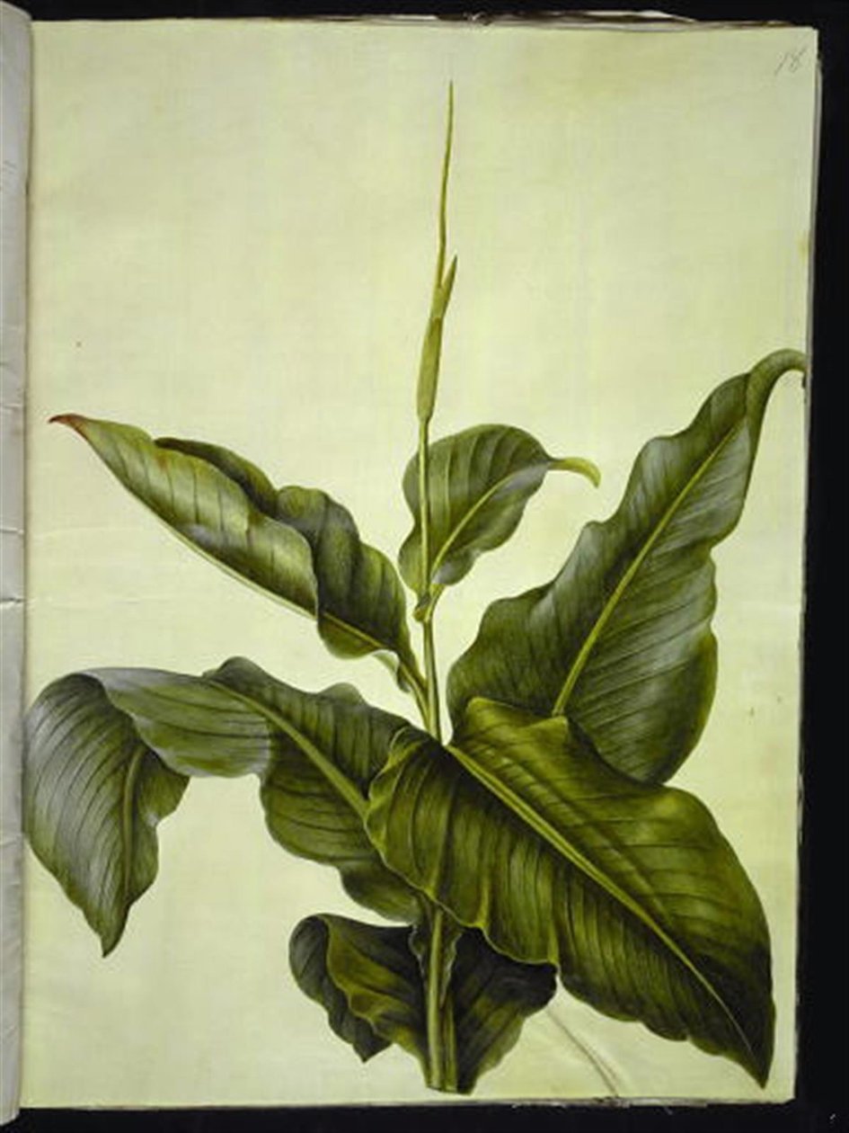 kanna (olho) de Hans Simon Holtzbecker