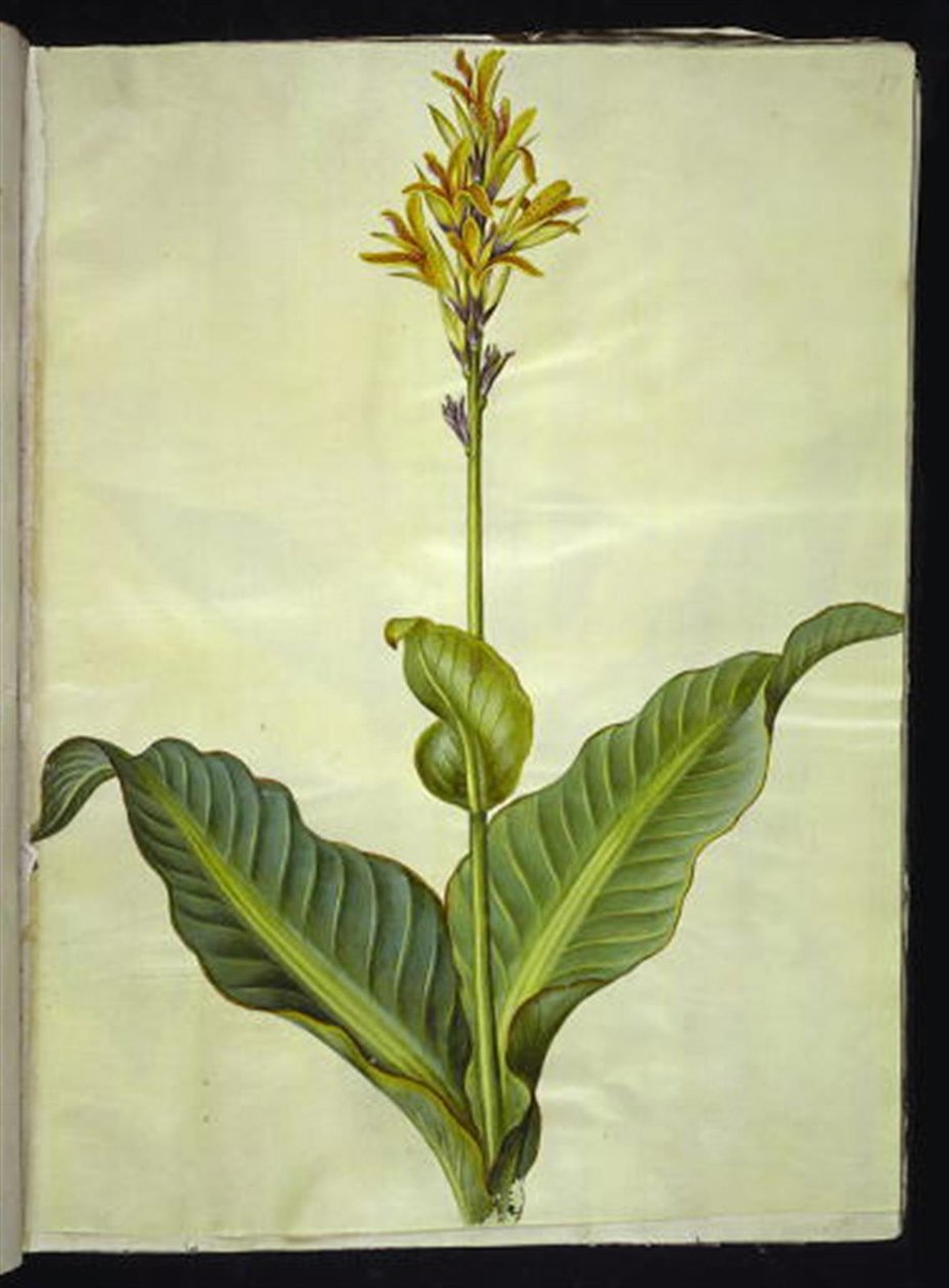 Canna indica (canna comestível) de Hans Simon Holtzbecker
