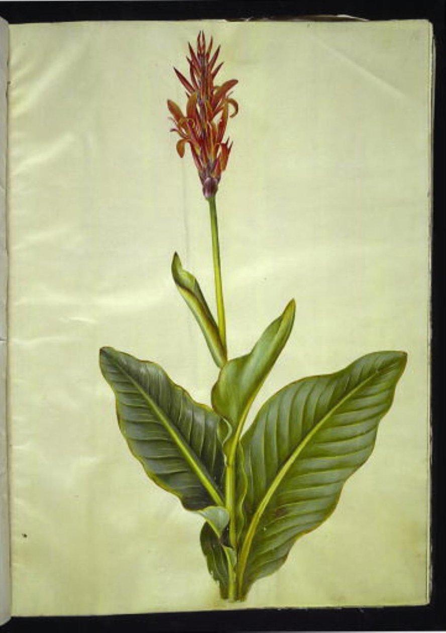 Canna indica (canna comestível) de Hans Simon Holtzbecker