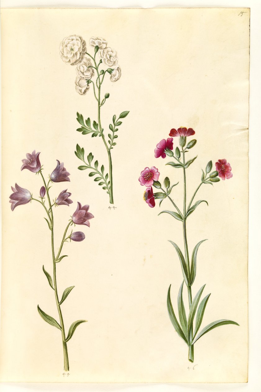 Cardamine pratensis (agrião); Campanula rotundifolia (?) (sino do sofrimento); Silene vulgaris (?) (mariposa da bexiga) de Hans Simon Holtzbecker
