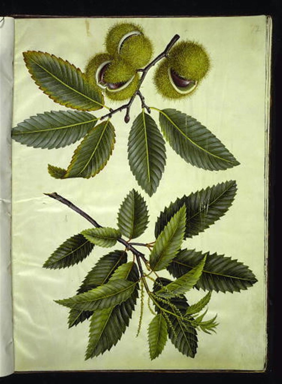 Castanea sativa (castanha verdadeira) de Hans Simon Holtzbecker