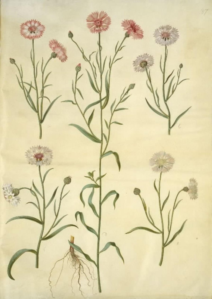 Centaurea cyanus (centáurea) de Hans Simon Holtzbecker