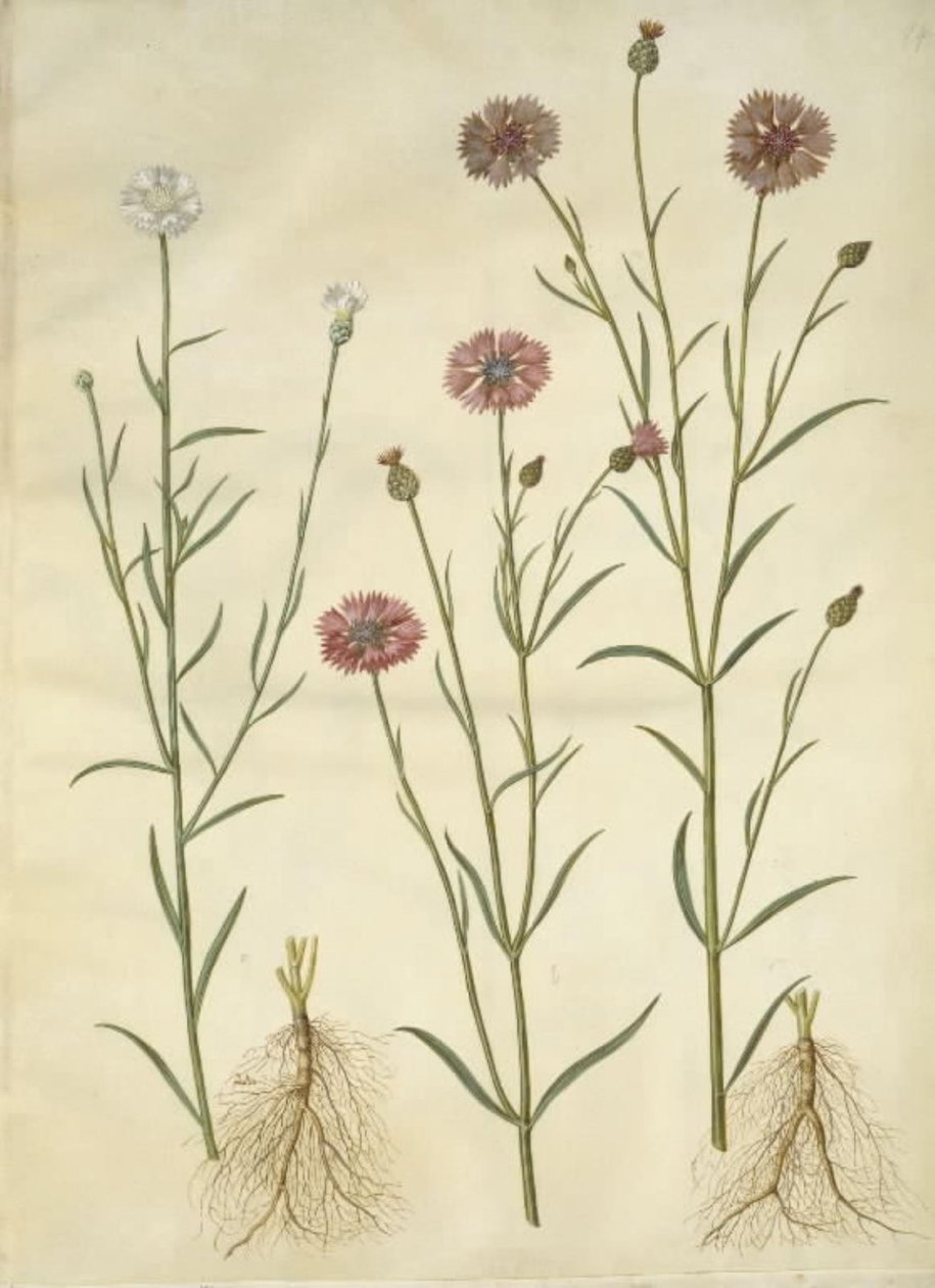 Centaurea cyanus (centáurea) de Hans Simon Holtzbecker