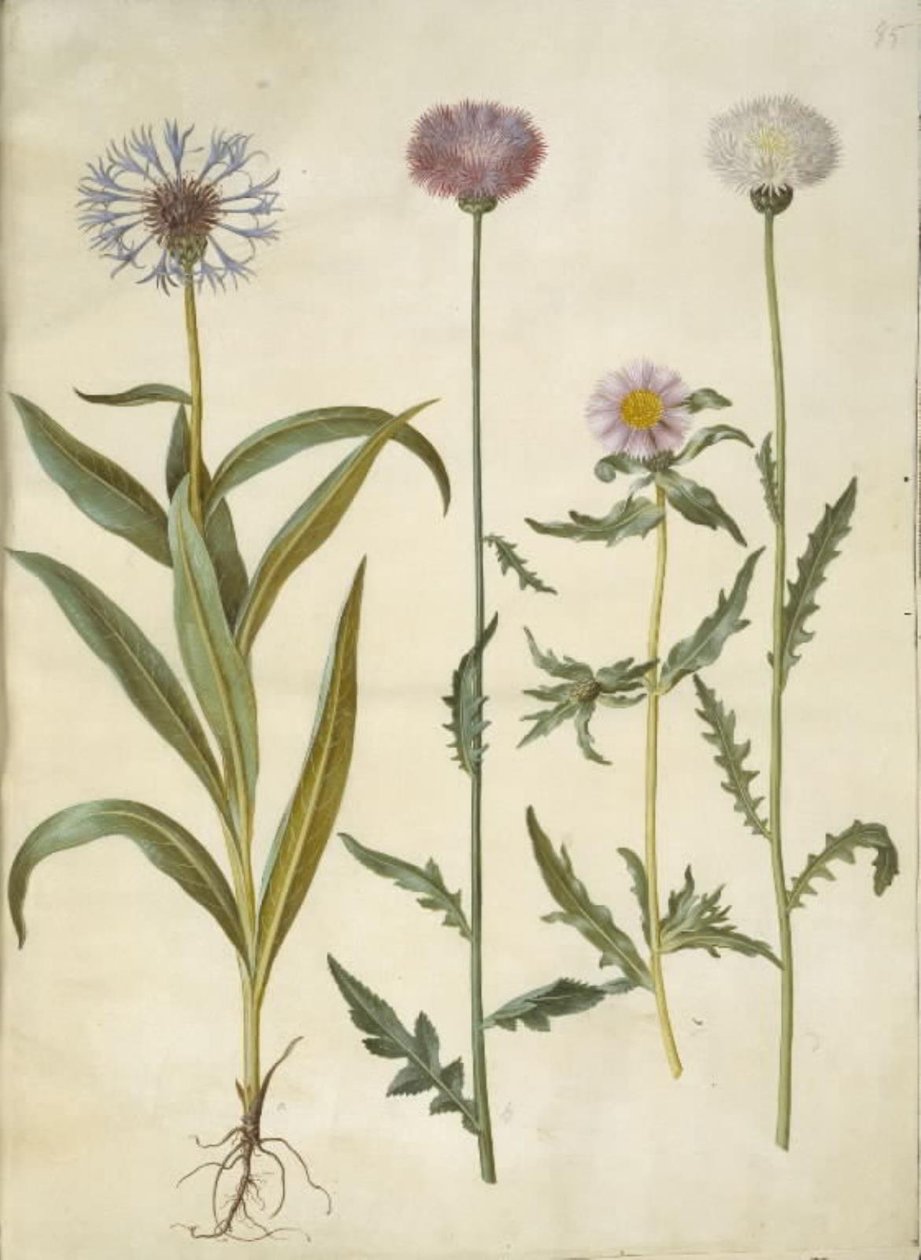 Centaurea montana (nódoa da montanha); Amberboa moschata (sultão cheiro) de Hans Simon Holtzbecker