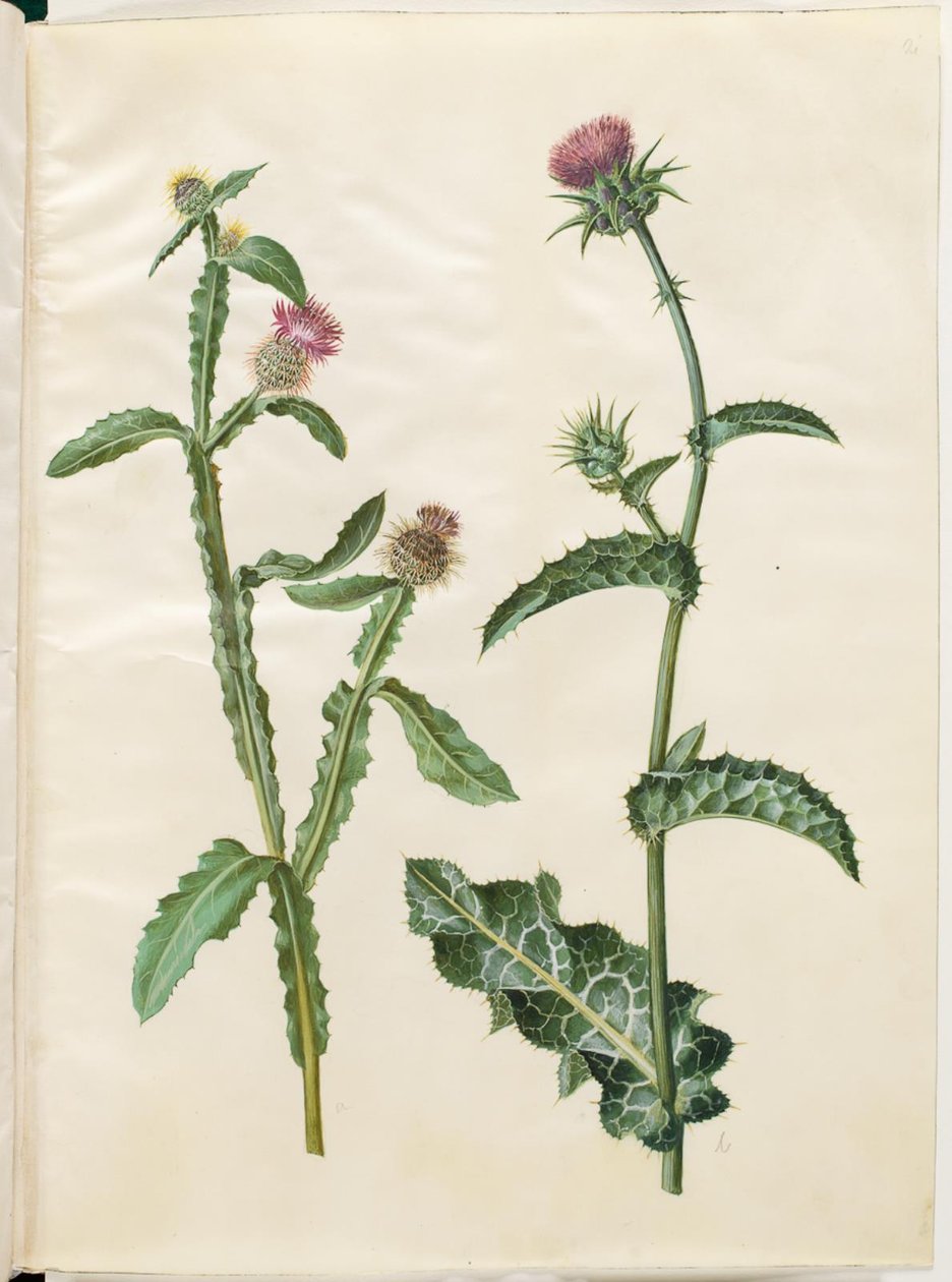 Centaurea seridis; Silybum marianum (cardo de leite comum) de Hans Simon Holtzbecker