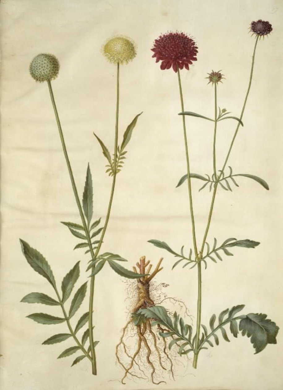 Cephalaria leucantha (cabeça de escama branca); Scabiosa atropurpurea (flor viúva) de Hans Simon Holtzbecker
