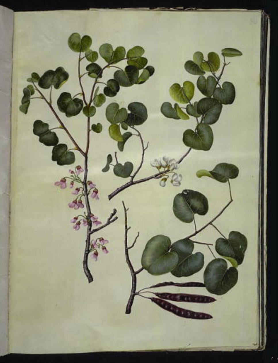 Cercis siliquastrum (almindelig judastræ) de Hans Simon Holtzbecker