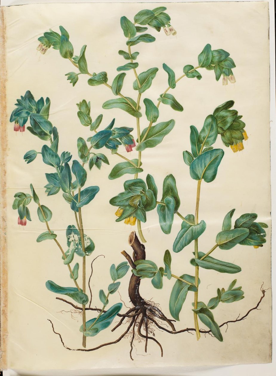 Cerinthe major (stor voksurt) de Hans Simon Holtzbecker