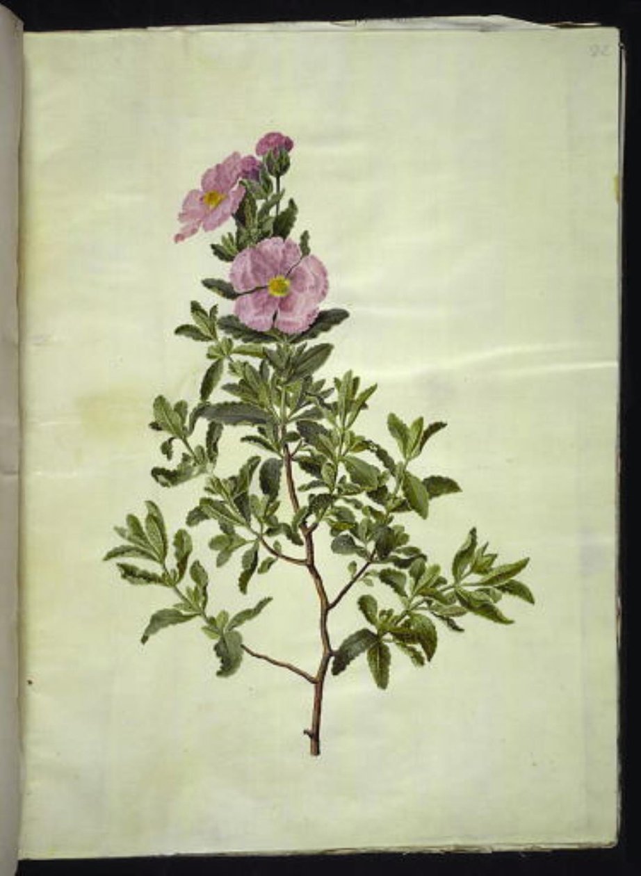 Cista do Cretáceo (kreta-soløjtræ) de Hans Simon Holtzbecker