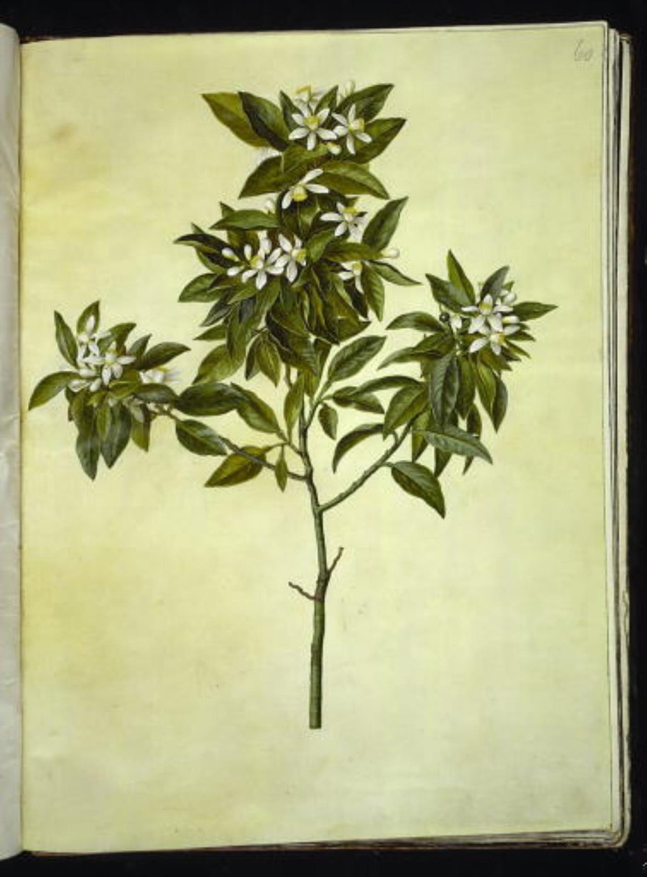 Citrus aurantium (laranja) de Hans Simon Holtzbecker