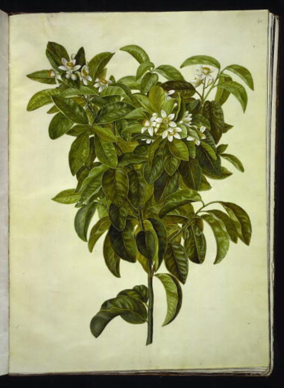 Citrus limon (limão comum) de Hans Simon Holtzbecker