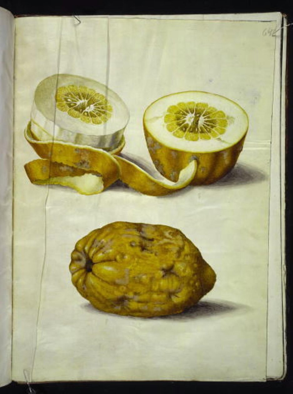 Citrus medica (cedrat) de Hans Simon Holtzbecker