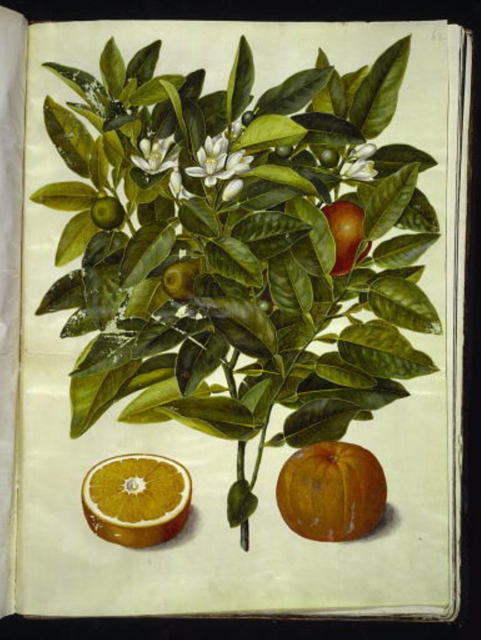 Citrus sinensis (laranja) de Hans Simon Holtzbecker