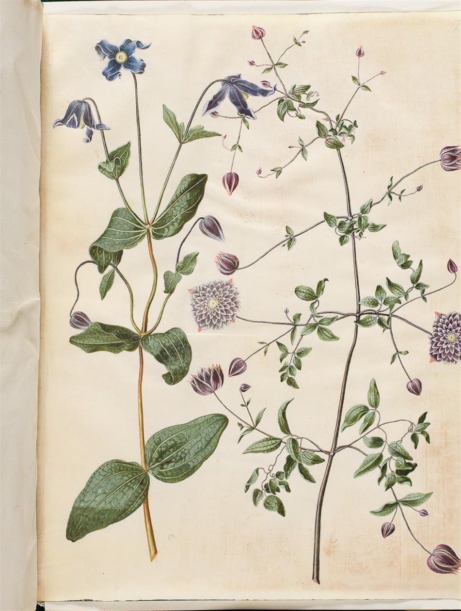 Clematis integrifolia (clematis perene azul); Clematis viticella (trepadeira italiana) de Hans Simon Holtzbecker
