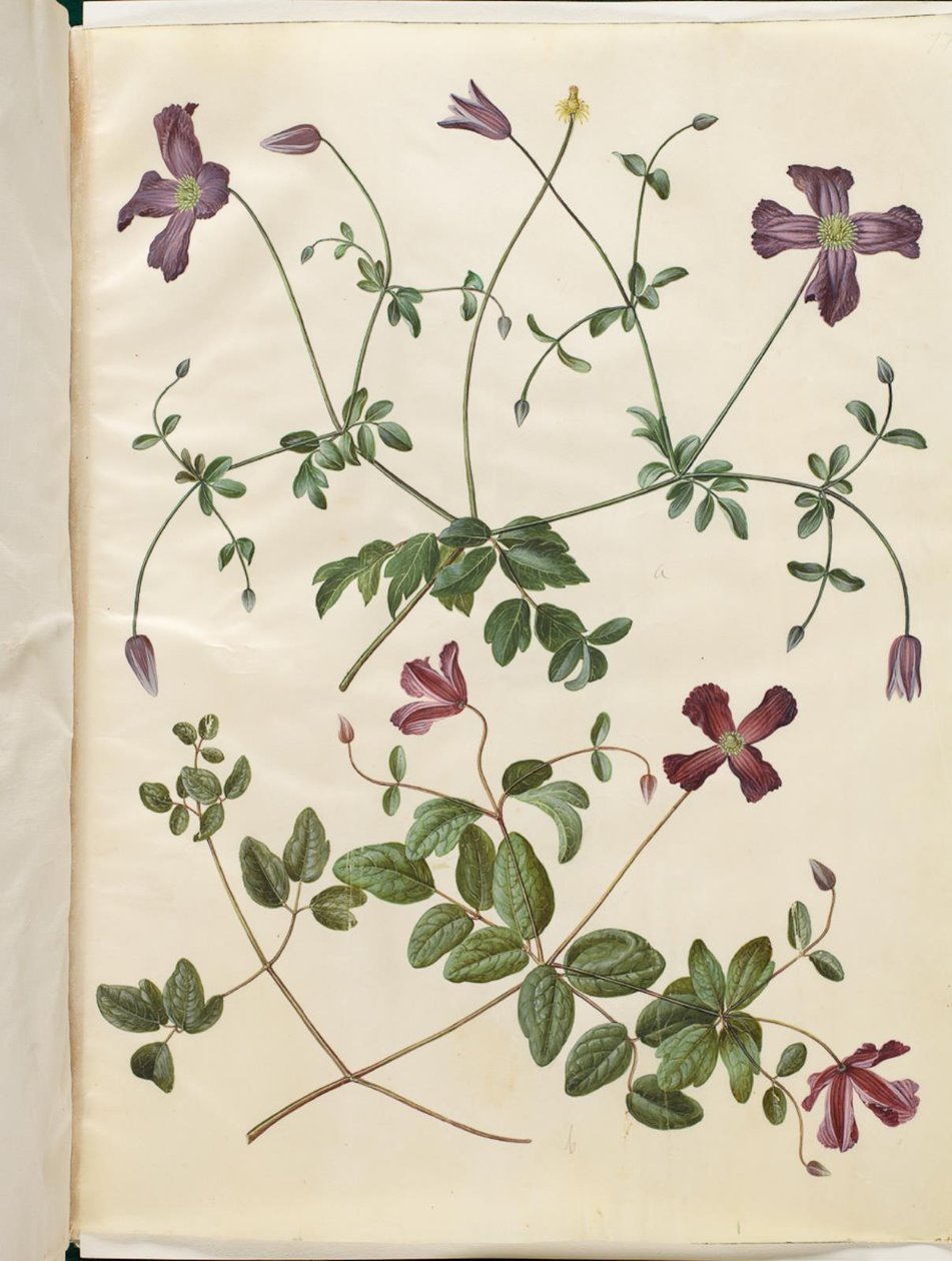 Clematis viticella (skovranke italiano) de Hans Simon Holtzbecker