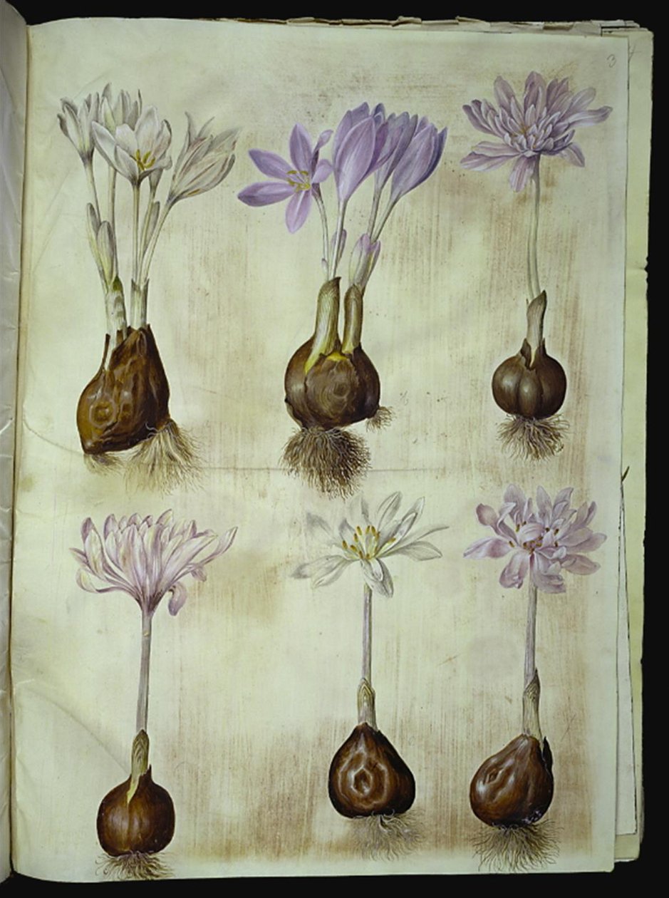 Colchicum autumnale (høst-tidløs) de Hans Simon Holtzbecker