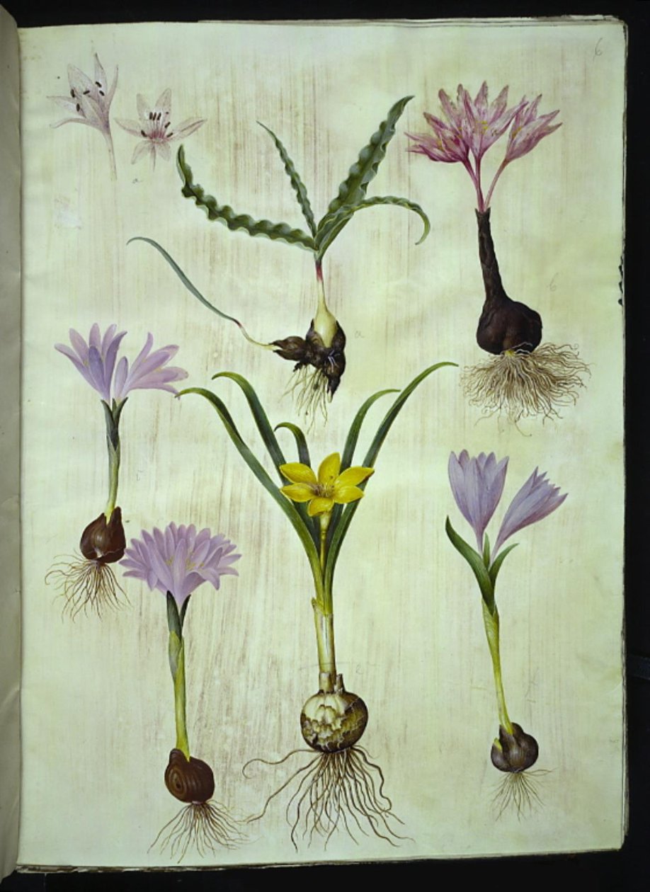 Colchicum variegado (plettet tidløs); Bulbocodium vernum (vår-lysblomst); Sternbergia lutea (almindelig sternbergia) de Hans Simon Holtzbecker