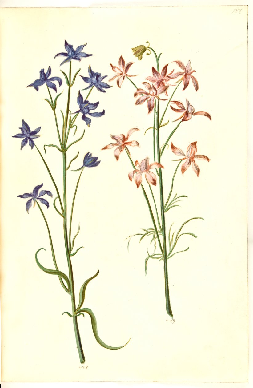 Consolida Regalis (Korn-Riedersfoor) de Hans Simon Holtzbecker