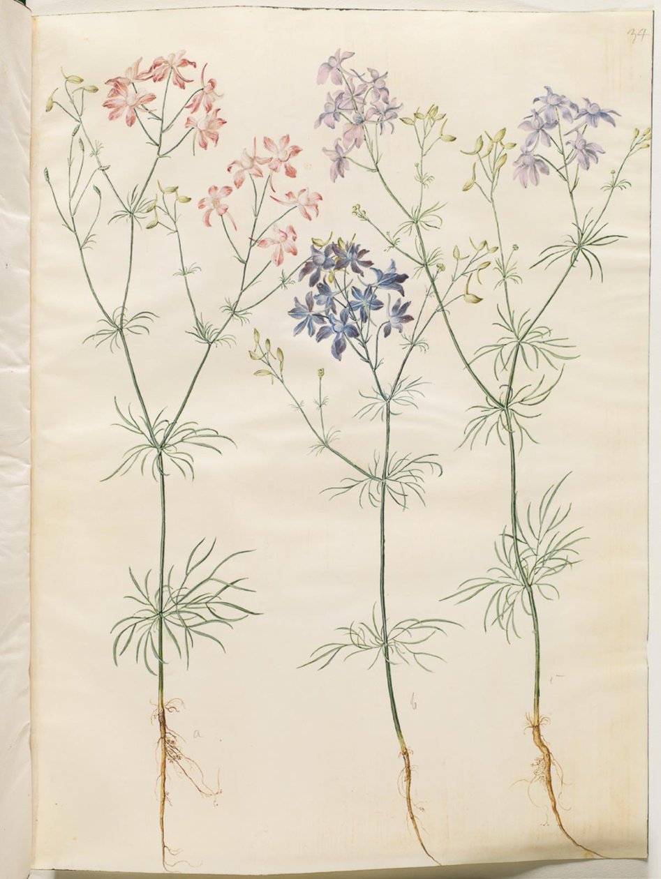 Consolida Regalis (Korn-Riedersfoor) de Hans Simon Holtzbecker