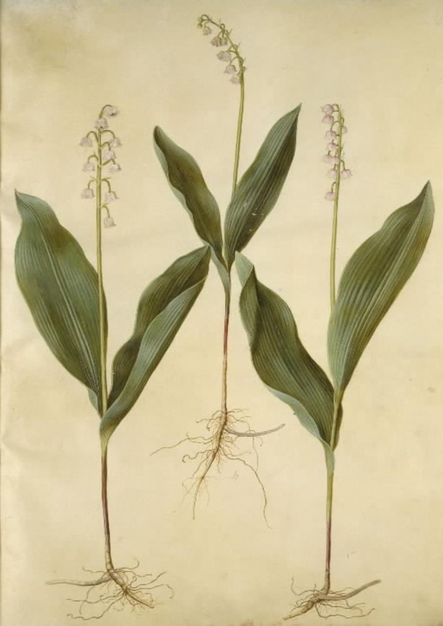 Convallaria majalis (lírio lírio); Convallaria majalis (variedade de lírio do vale) de Hans Simon Holtzbecker