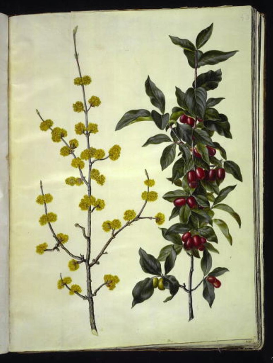 Cornus mas (dogwood cereja) de Hans Simon Holtzbecker