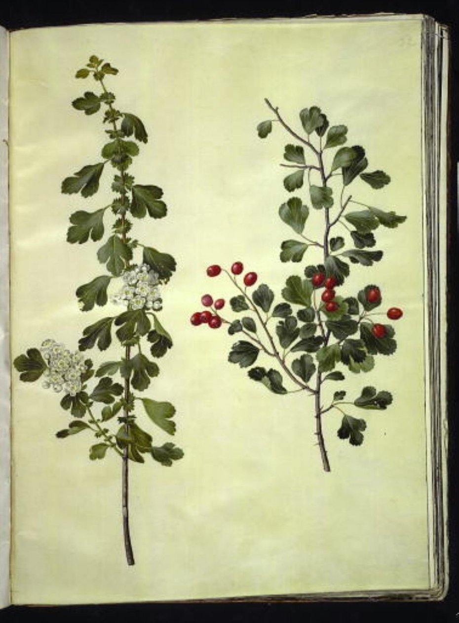 Crataegus laevigata (espinheiro comum) de Hans Simon Holtzbecker