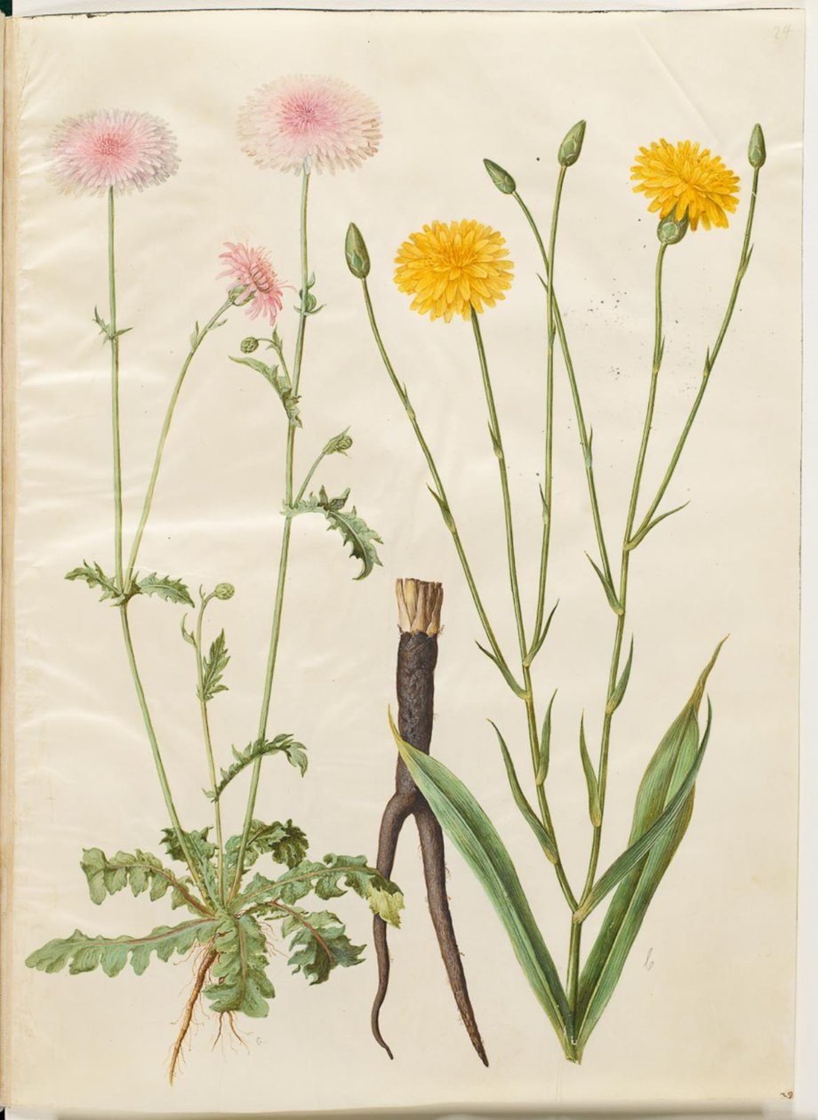Crepis rubra (bico-de-pente vermelho); Scorzonera hispanica (escorzones de jardim) de Hans Simon Holtzbecker