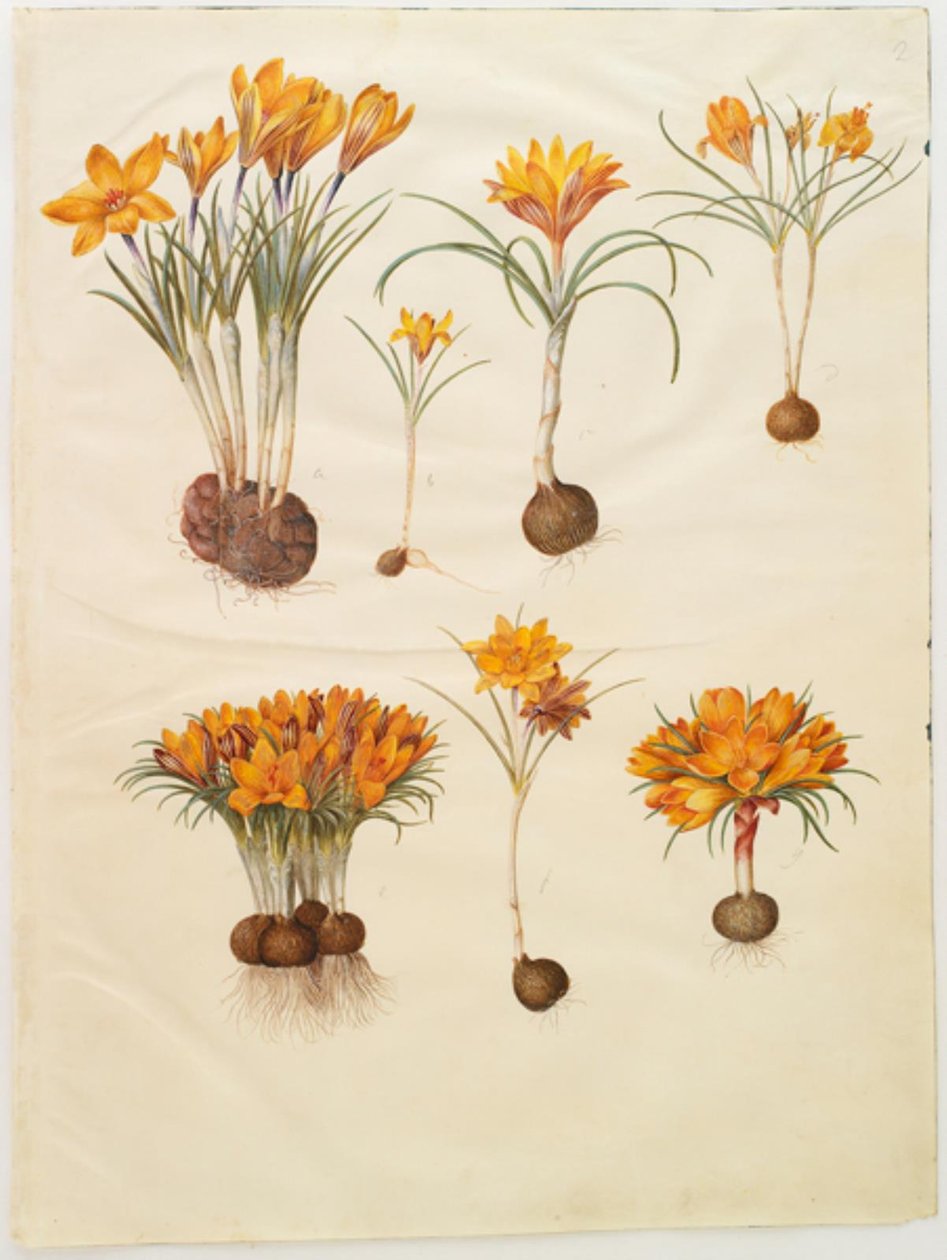 Crocus angustifolius (balkan-crocus) de Hans Simon Holtzbecker