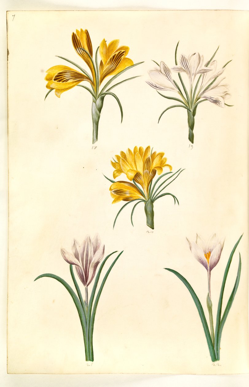 Açafrão estreitofolius (açafrão dos Balcãs); Crocus versicolor (alpe-crocus); Primavera açafrão (?) (vår-krokus) de Hans Simon Holtzbecker