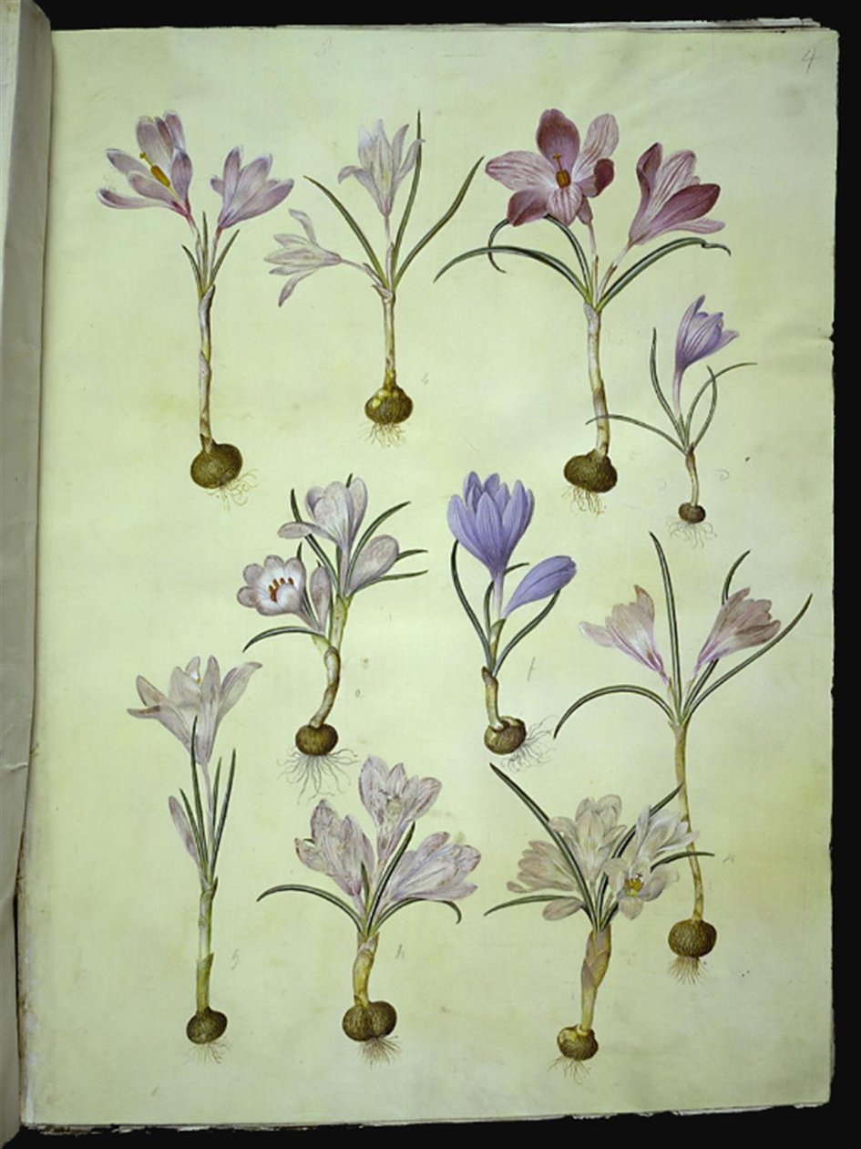 Açafrão vernus (açafrão primavera) de Hans Simon Holtzbecker