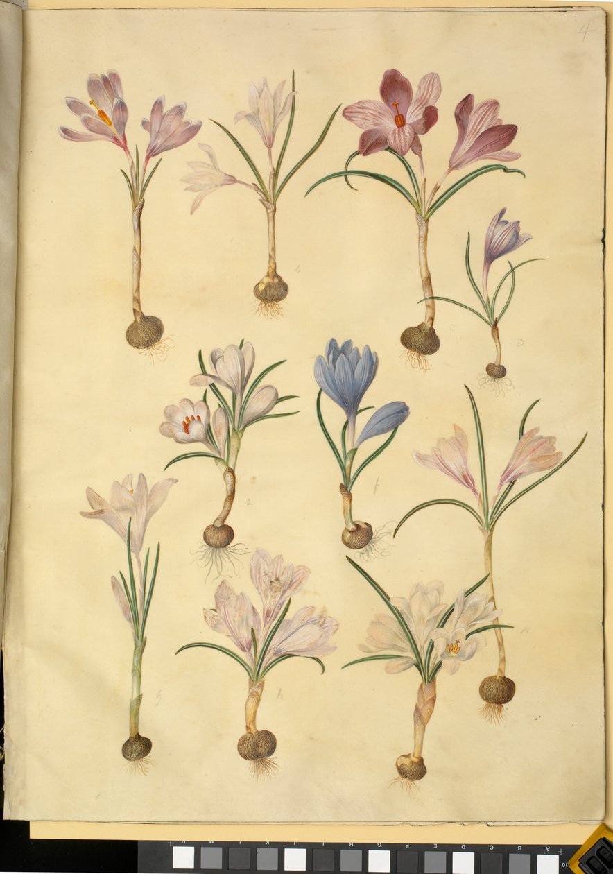 Crocus vernus (açafrão selvagem) de Hans Simon Holtzbecker