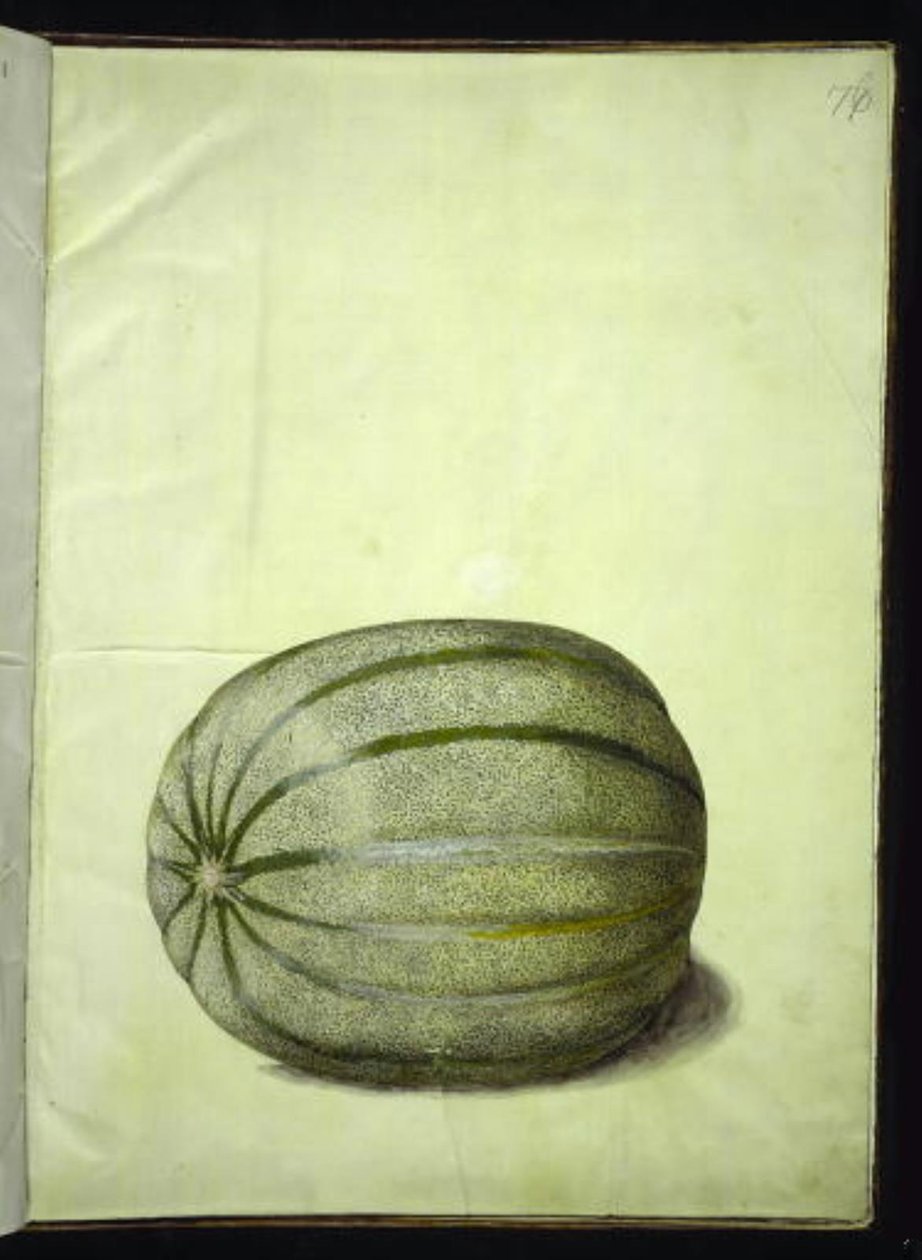 Cucumis melo (melão) de Hans Simon Holtzbecker