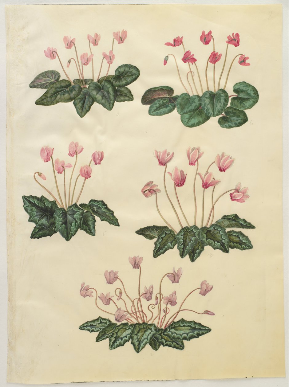 Cyclamen purpurascens; Cyclamen hederifolium de Hans Simon Holtzbecker