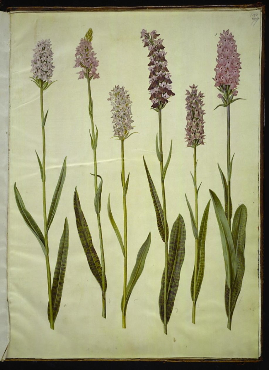 Dactylorhiza maculata (erva de cuco manchado) de Hans Simon Holtzbecker