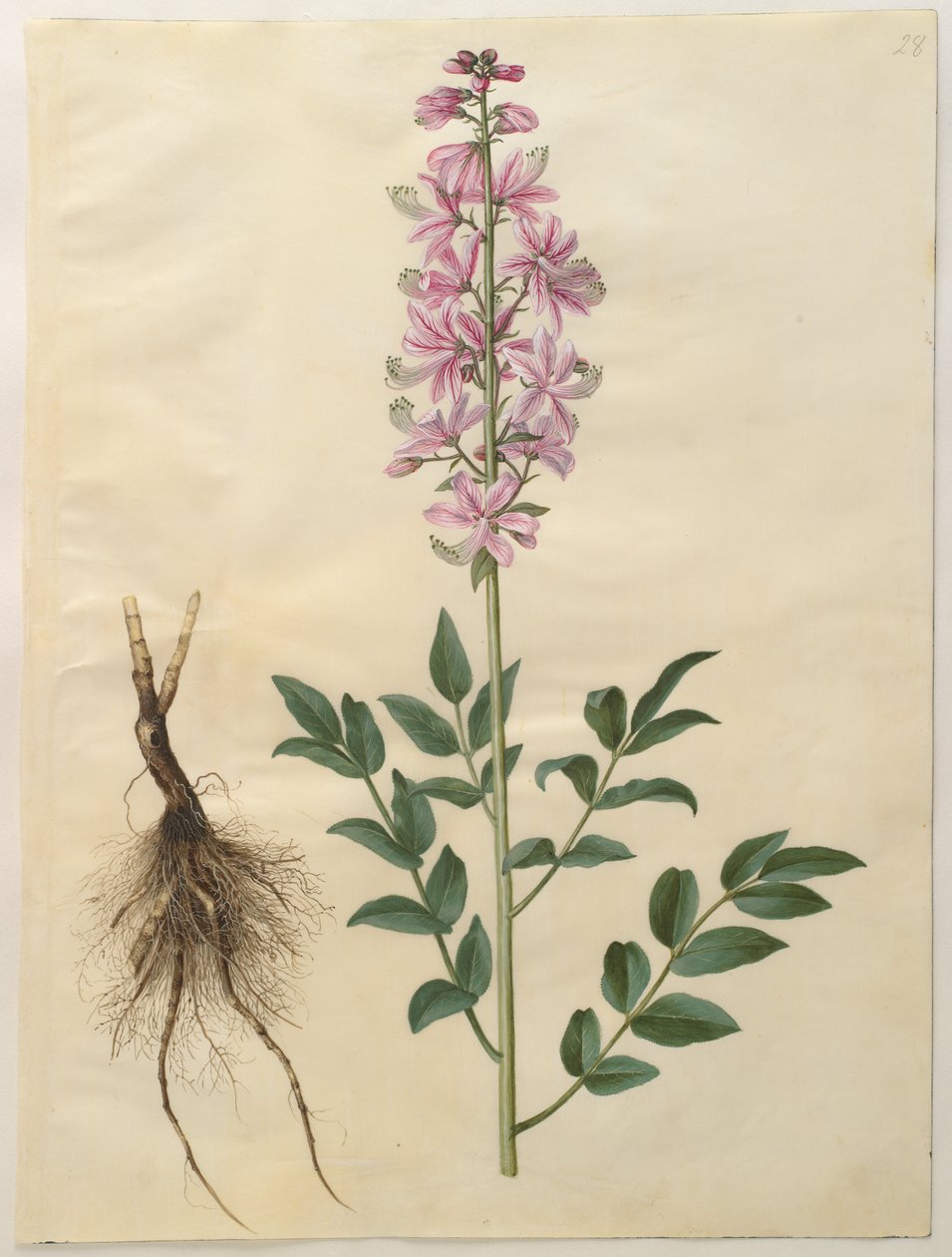 Dinamarquês: Dictamnus albus (ditamno branco) Dictamnus albus de Hans Simon Holtzbecker