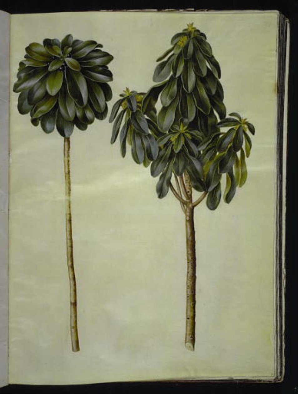 Daphne laureola (laurel-daphne) de Hans Simon Holtzbecker