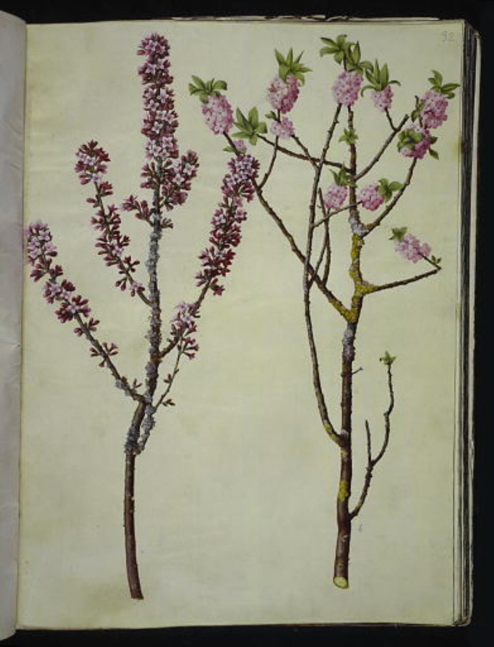 Daphne mezereum (peberbusk) de Hans Simon Holtzbecker